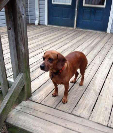 超级可爱的腊肠犬图,超级可爱的混血狗狗