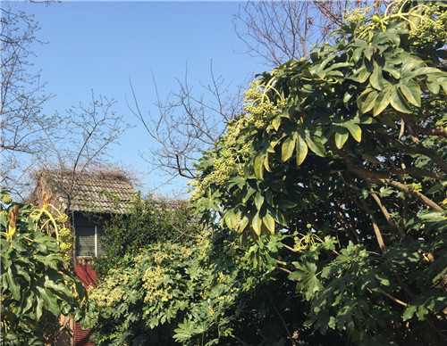 绿色的青蛙泡酒治疗风湿病,老鹳草泡酒治风湿最佳搭配