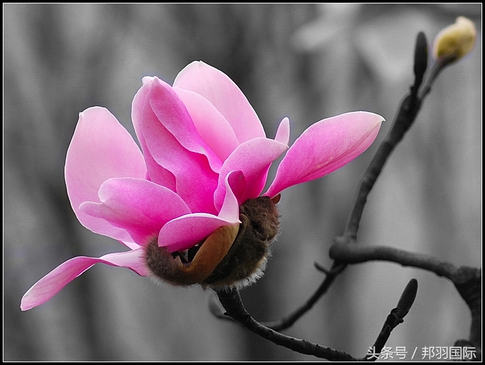 除鱼腥味用什么香料最好,最好的去除鱼腥味的方法
