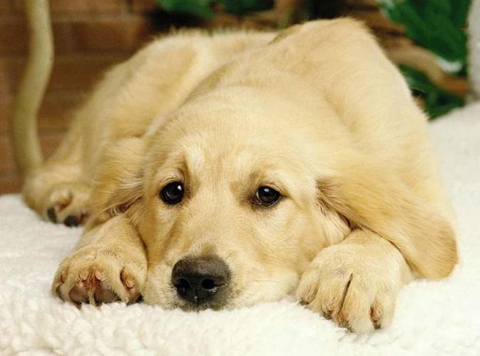 狗狗中暑症状和解救方法,狗狗中暑症状和处理方法