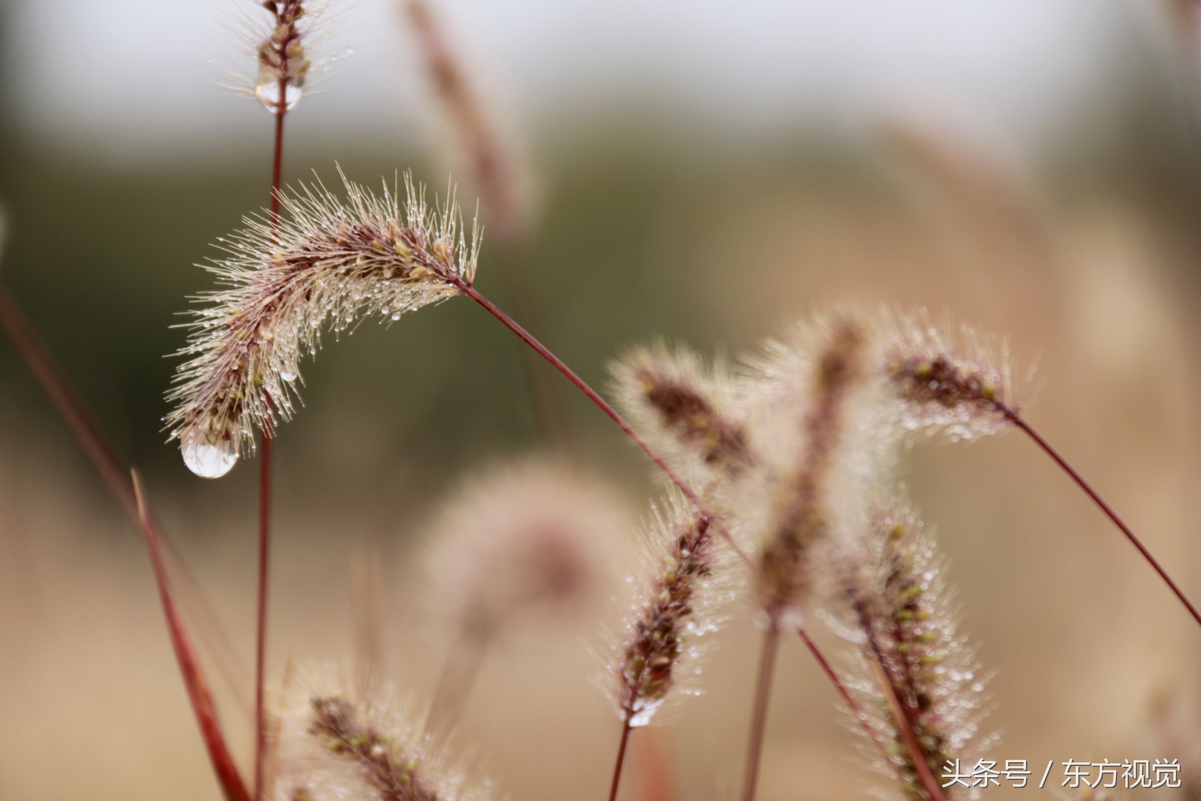 二十四节气寒露的介绍,寒露节气知识