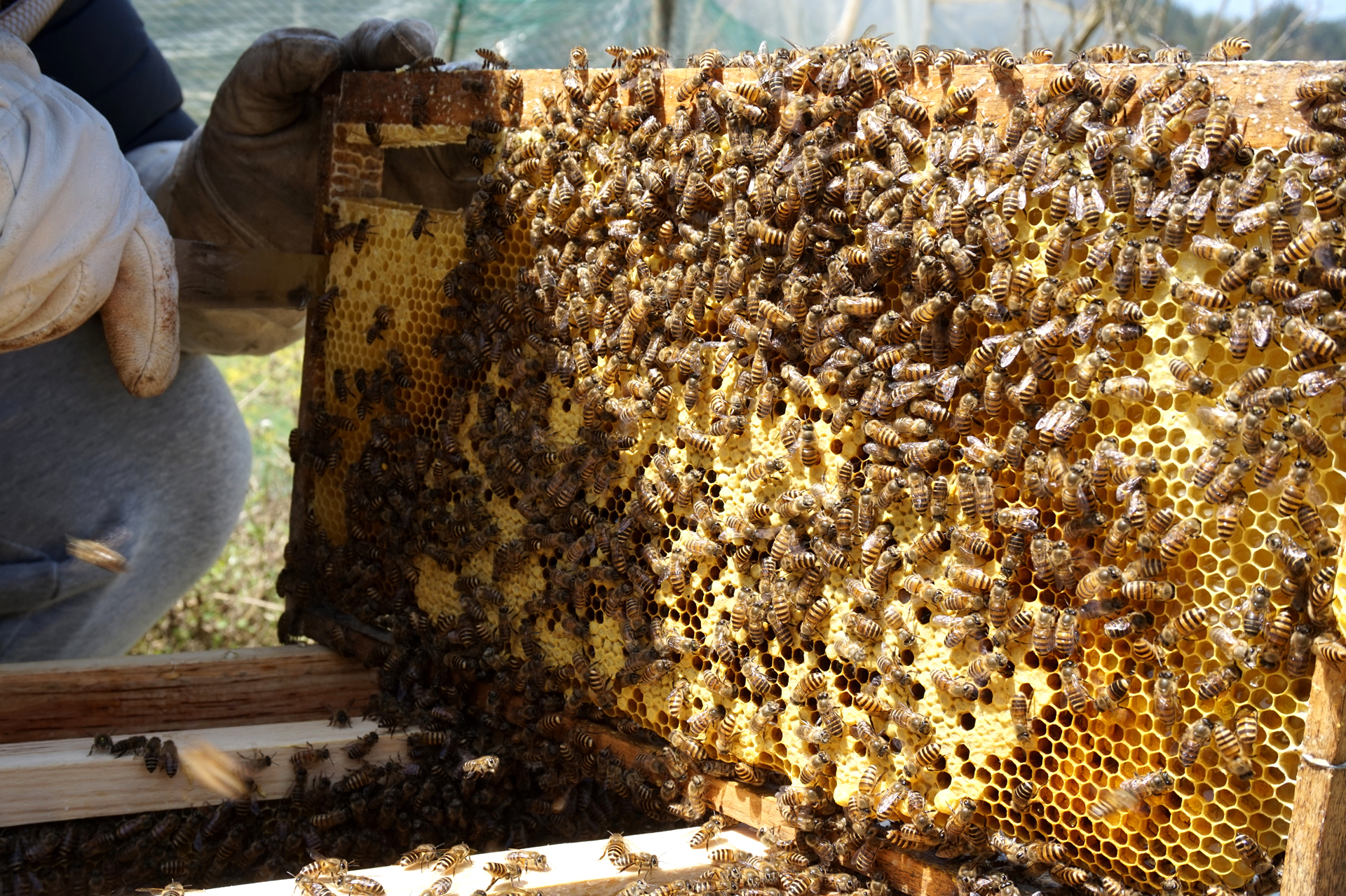 深山蜂谷悬崖土蜂蜜好吗,张家界知蜂谷养蜂