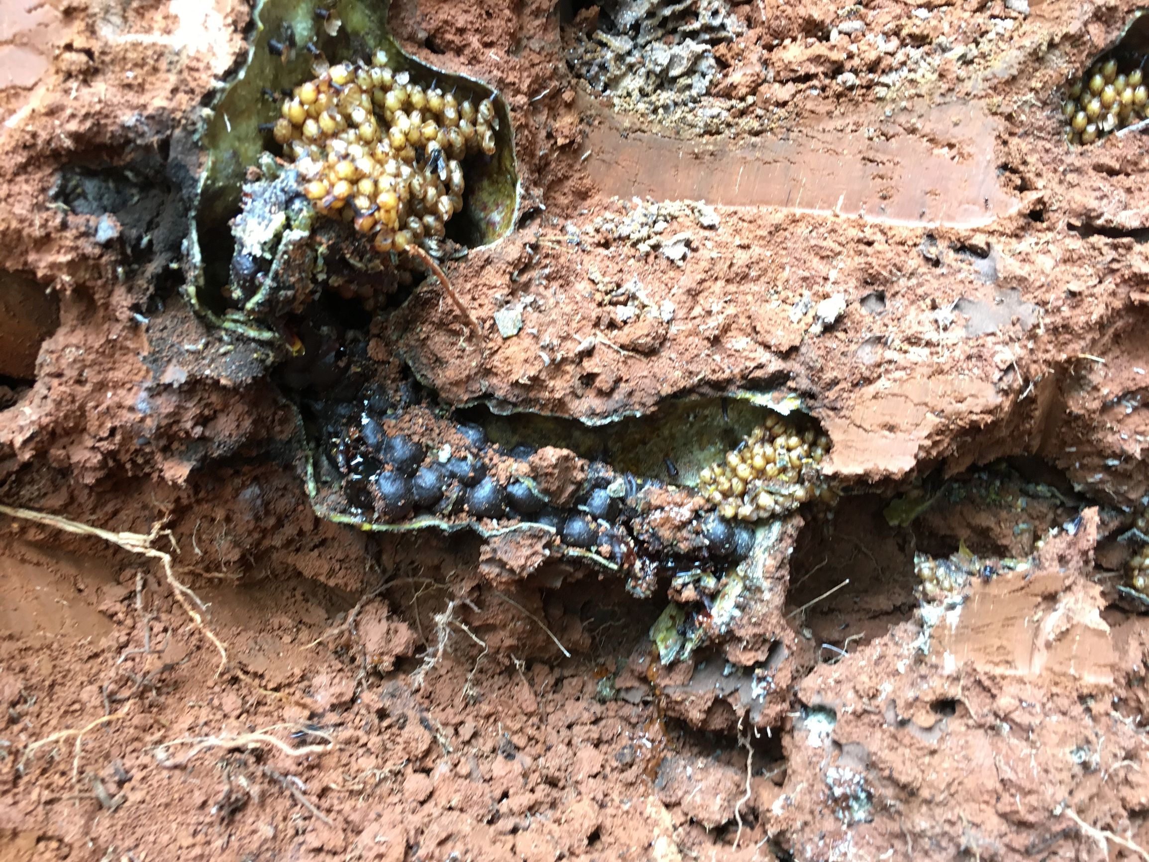 云南大山悬崖野蜂蜜,云南红河绿春大黑山野生蜂蜜