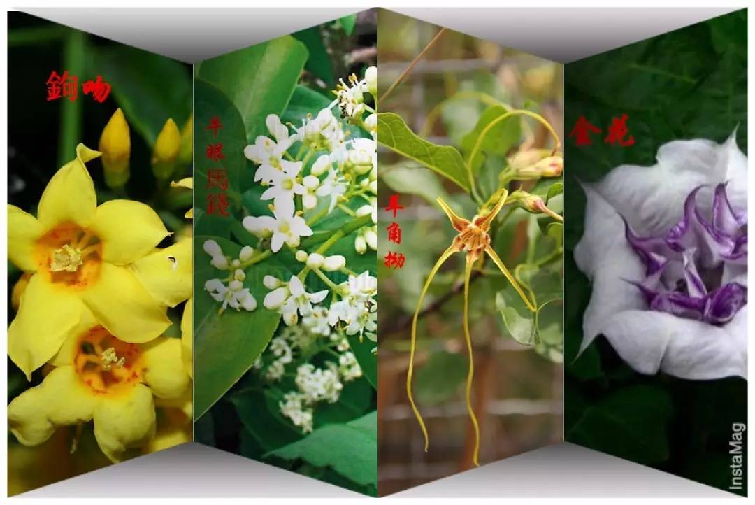 羊角拗有什么毒,羊角拗有多毒