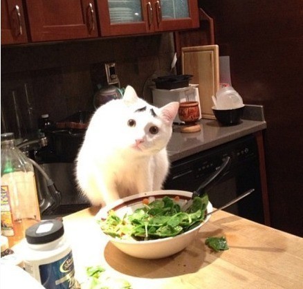 一只长眉毛的猫咪,一只八字眉的猫