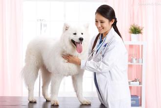 狗狗不吃不喝，你一定要警惕啦！