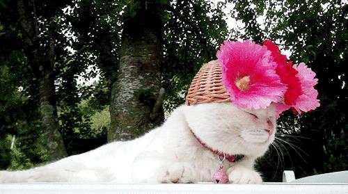 进击吧单身汪!不化妆的素人一学就会的心机桃花妆(附视频步骤)