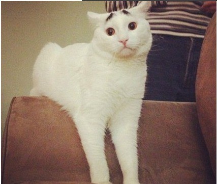 一只长眉毛的猫咪,一只八字眉的猫