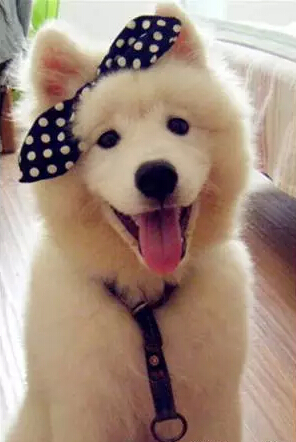 萨摩耶该怎么养才合适呢,萨摩耶该怎么养