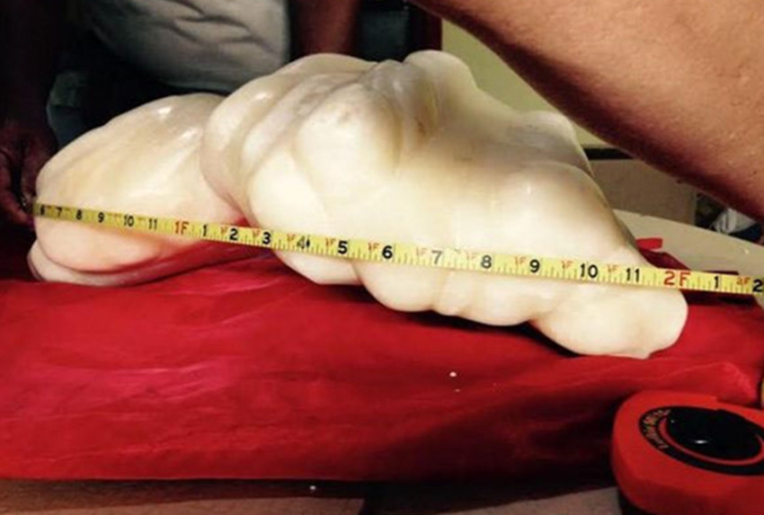 世界上最珍稀的珍珠贝壳,最大的贝壳珍珠