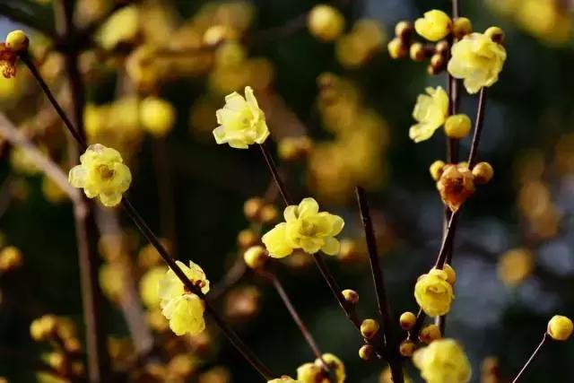 对不起成都，我只能给你90分！