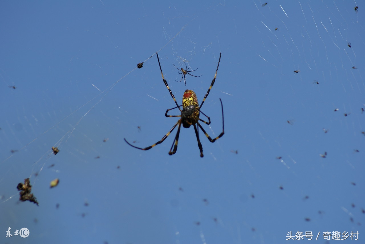 怎么判断蜘蛛有没有毒蜘蛛,什么样的算是喜蛛