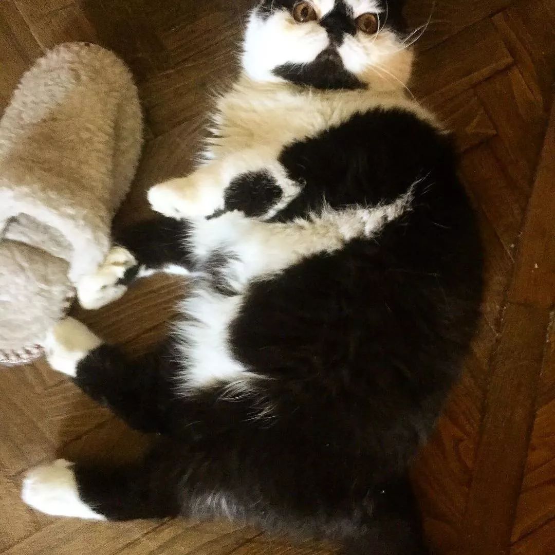 猫咪喝药呛到气管里总咳嗽,猫咪像是呛到了一样咳嗽