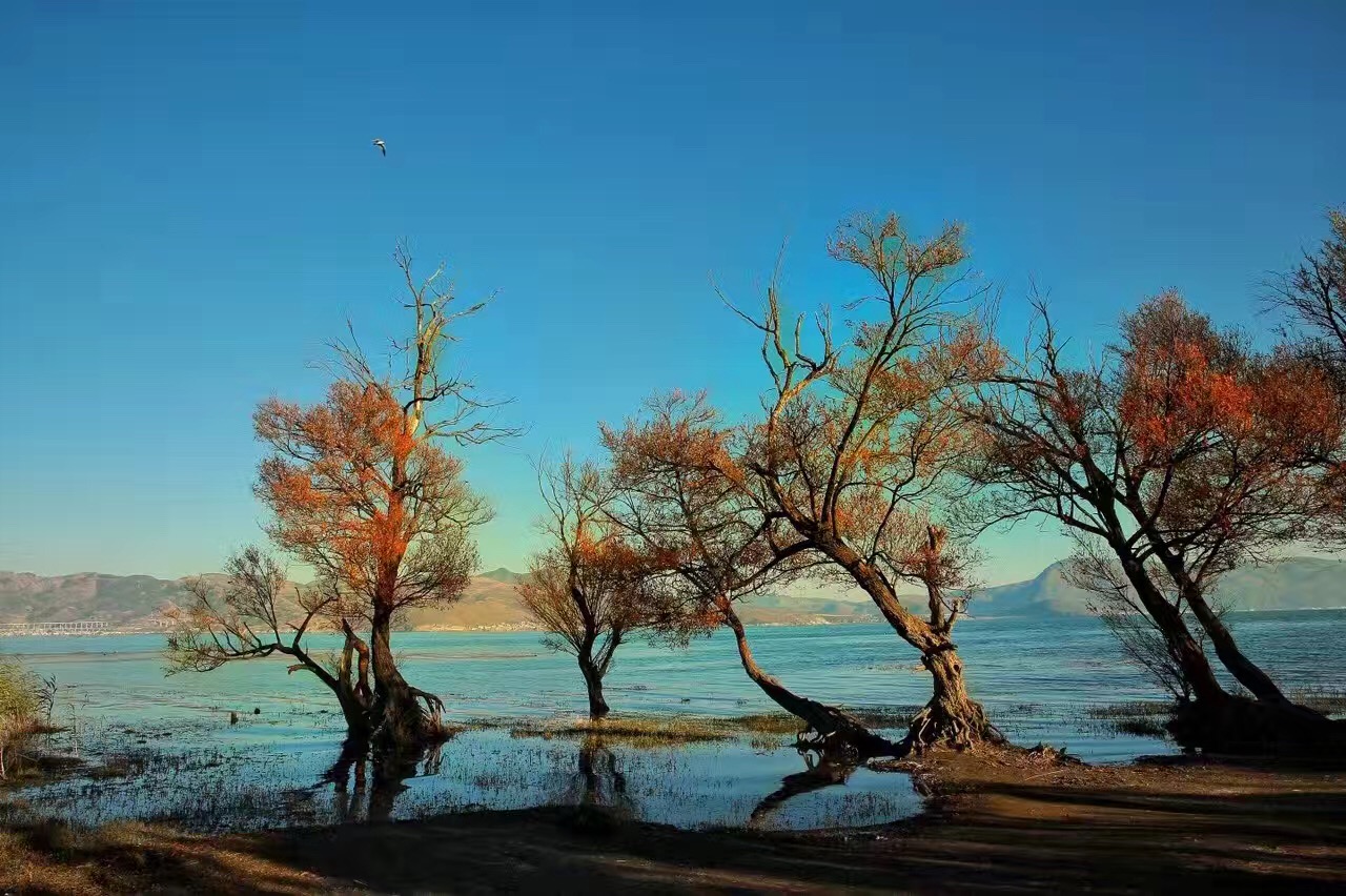 大理旅游收入数据,大理旅游收入统计图最新