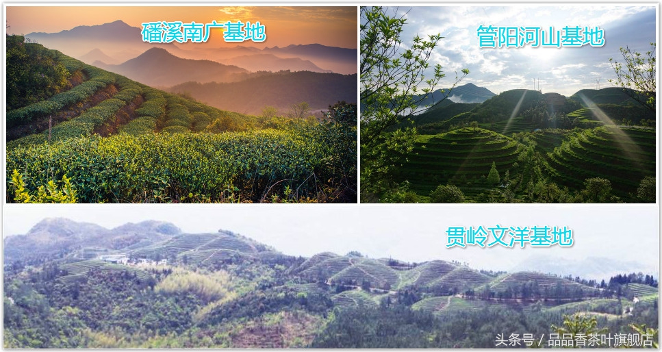 一杯白茶能解忧,一杯白茶有什么好处