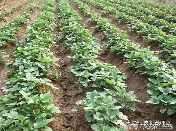 磷酸二氢钾在农作物的使用方法,磷酸二氢钾使用方法及注意事项