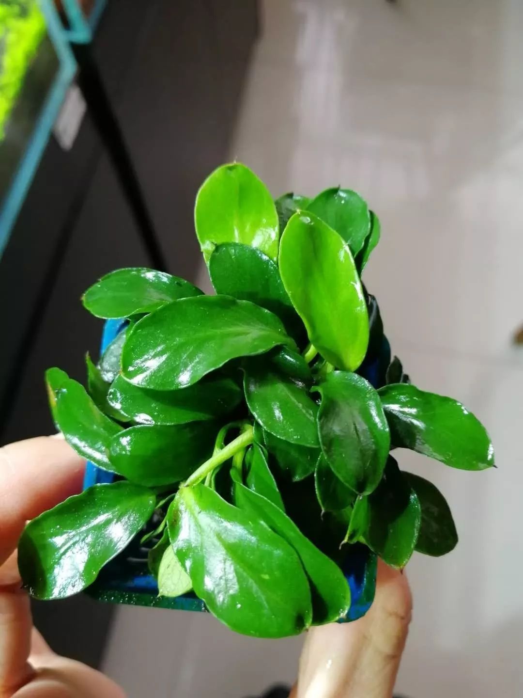 老王家的池塘视频,小型水榕水草推荐