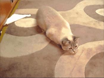 原来对橘猫有这么多误解！看完竟然没有后悔···