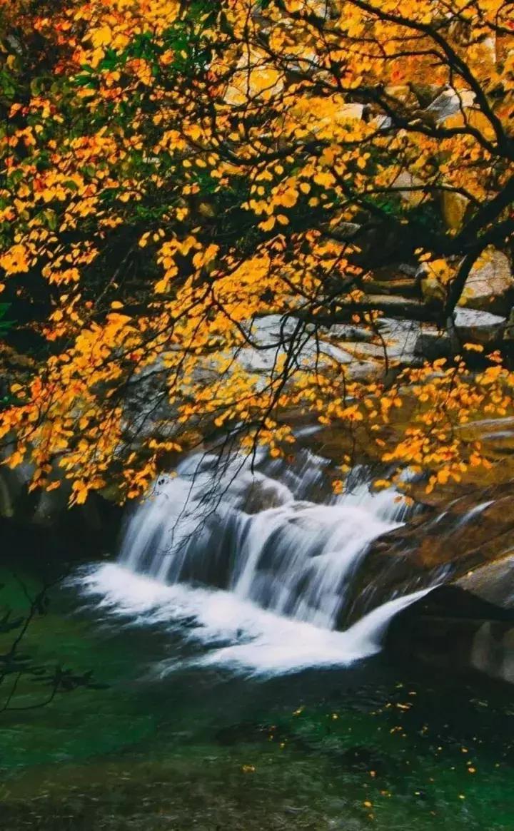 成都乐山红叶彩林,四川红叶彩林旅游节