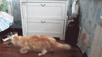 原来对橘猫有这么多误解！看完竟然没有后悔···