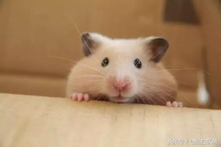 喜欢钻洞的是什么仓鼠,养一只仓鼠每天都被它萌翻