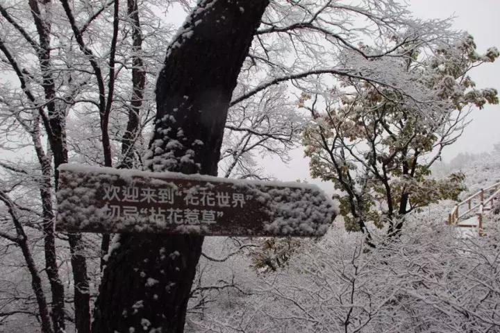 大家好，给大家介绍一下，这是我们昌平小汤山的看家宝！