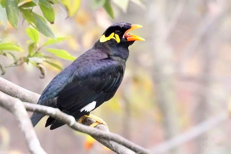 为什么大家都喜欢养八哥,为什么很多人喜欢养鹦鹉鱼