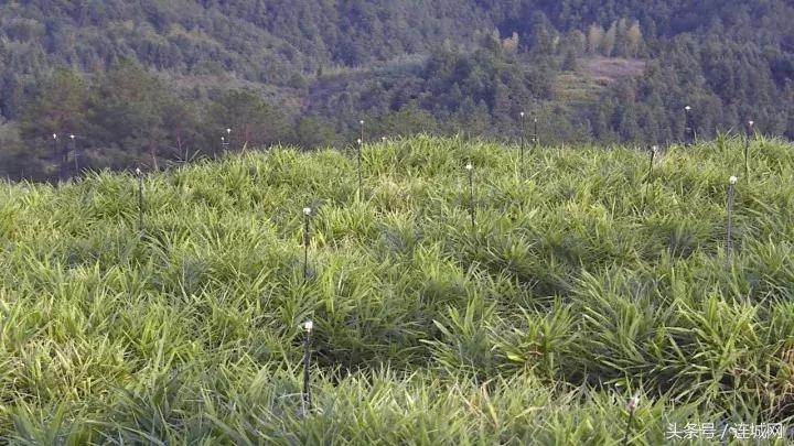 龙岩连城姑田：生姜喜获丰收特色种植助农户增收