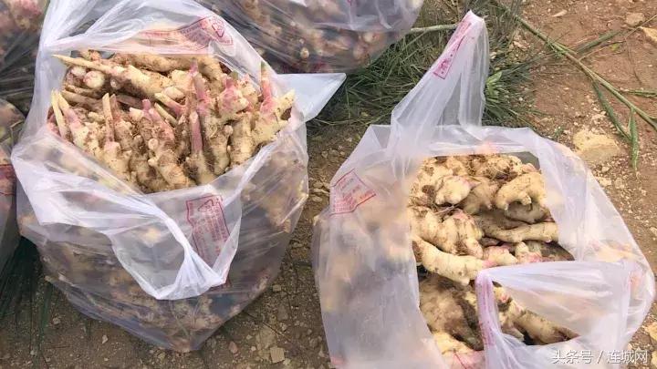 龙岩连城姑田：生姜喜获丰收特色种植助农户增收