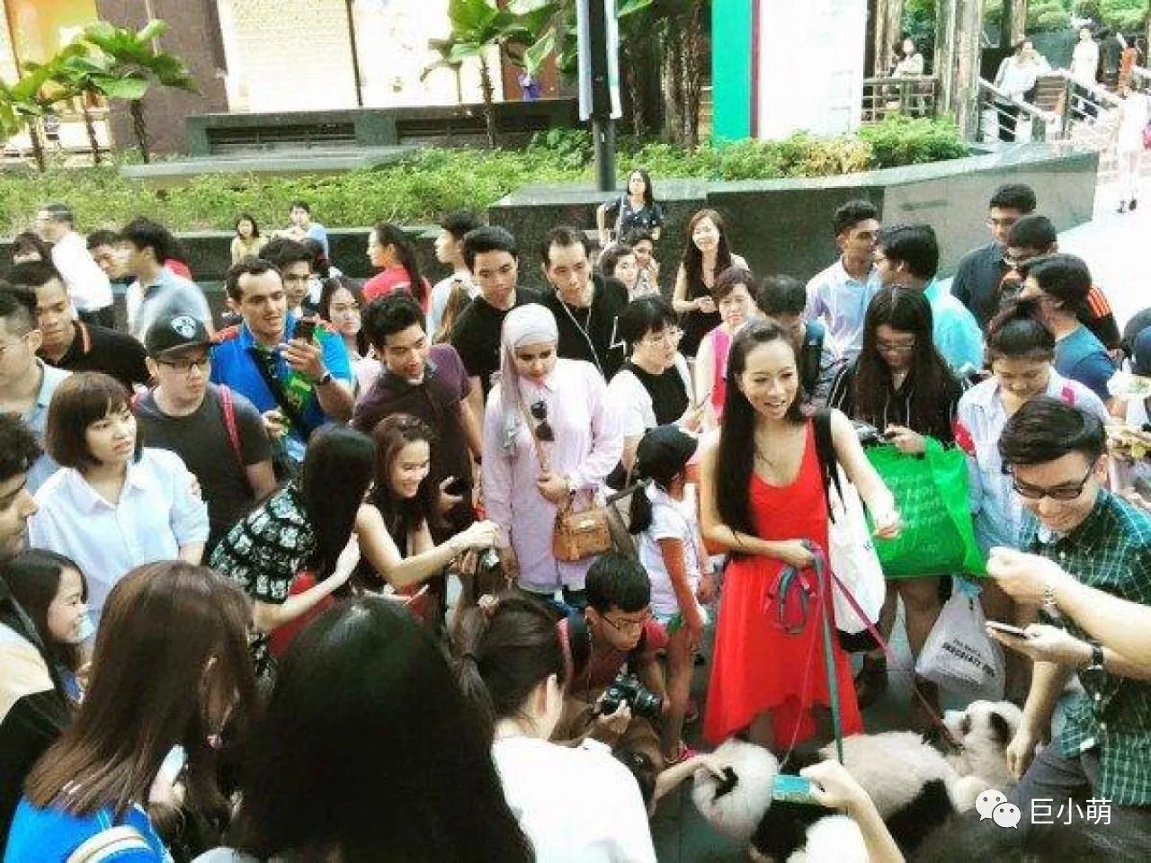 1000块买熊猫,三千块钱买熊猫