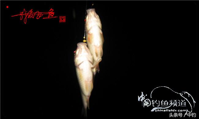 夜钓继续过小瘾，回家煲煲爱心粥