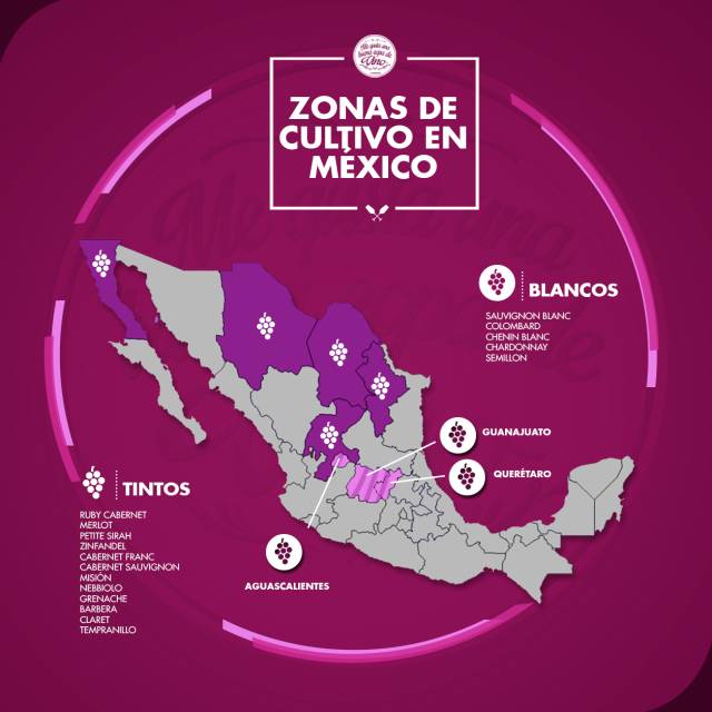 说起来你可能不信，比起龙舌兰和科罗娜，我更爱墨西哥葡萄酒！