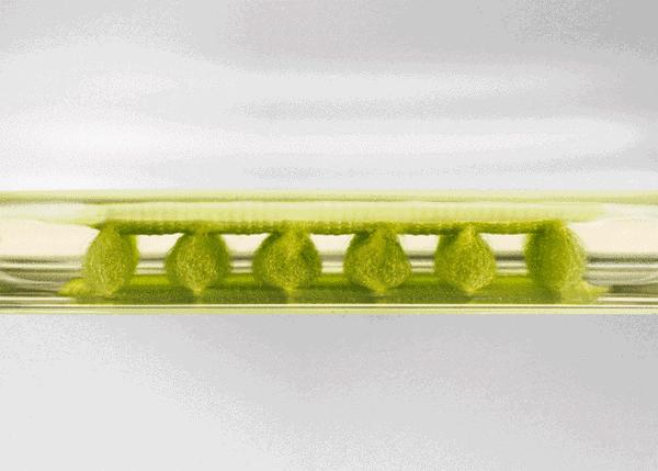 全掌zoom气垫加碳板,全掌zoomair气垫长什么样