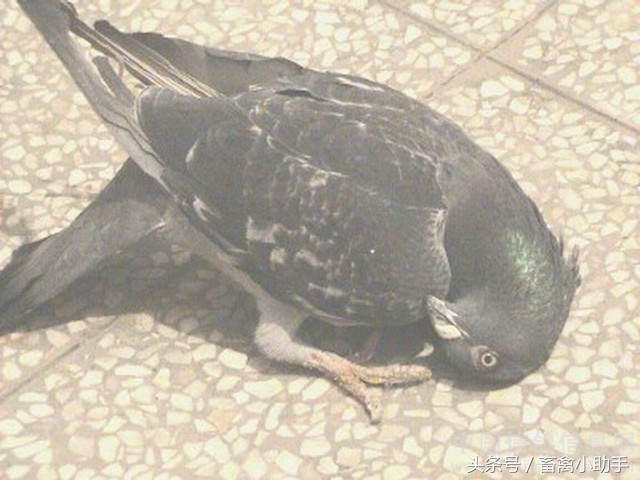 鸽子轻微歪头怎么治疗,鸽子沙门氏导致歪脖怎么治疗