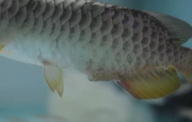 龙鱼鳍尾修复,龙鱼过背成长视频