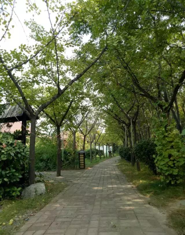 洛龙区银杏帝都温泉地址,洛阳银杏帝都温泉