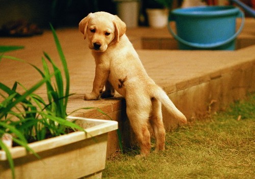 关于忠犬的9部电影推荐,看看有没有你家“那位”的影子