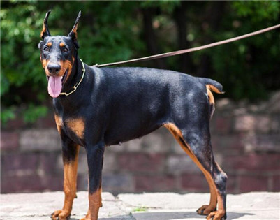 杜宾犬在家养合适吗,杜宾犬怎么养才能更好