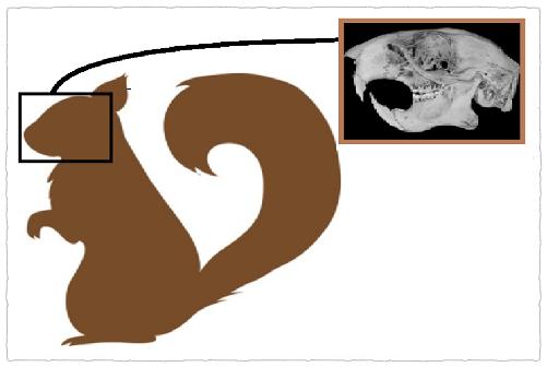 养松鼠需要打疫苗吗,养松鼠需要木屑吗