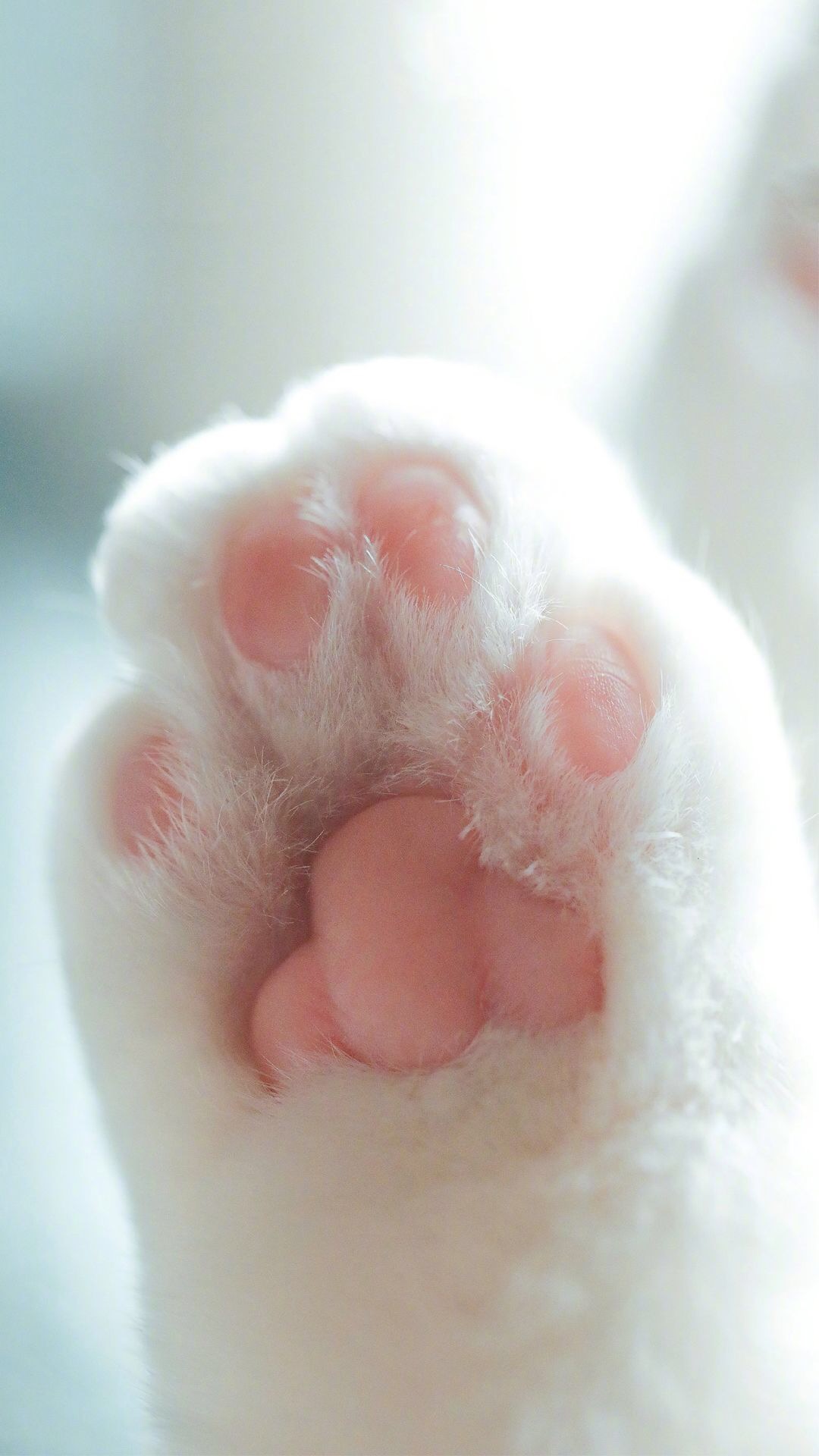 唯美1080×1920P高清壁纸锁屏画面待机背景图！请在wifi环境查看