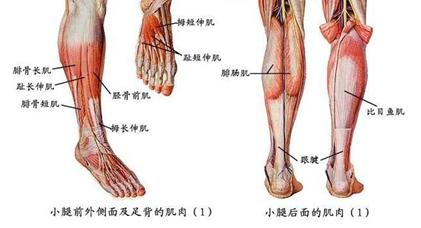 小腿粗如何改善走姿,两个小腿不一样粗怎么改善