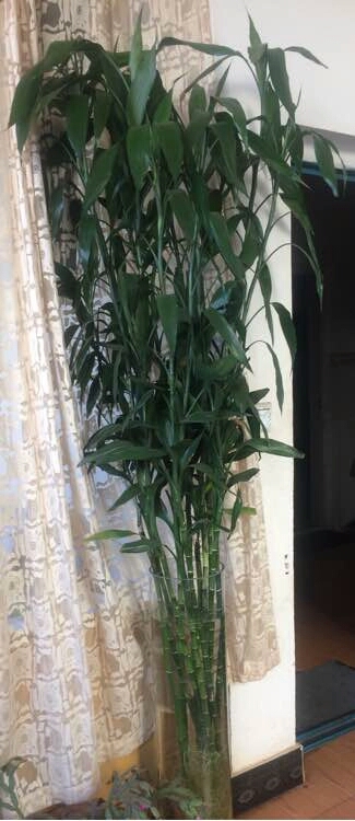 富贵竹越养越瘦是怎么回事,富贵竹越养越黄怎么办