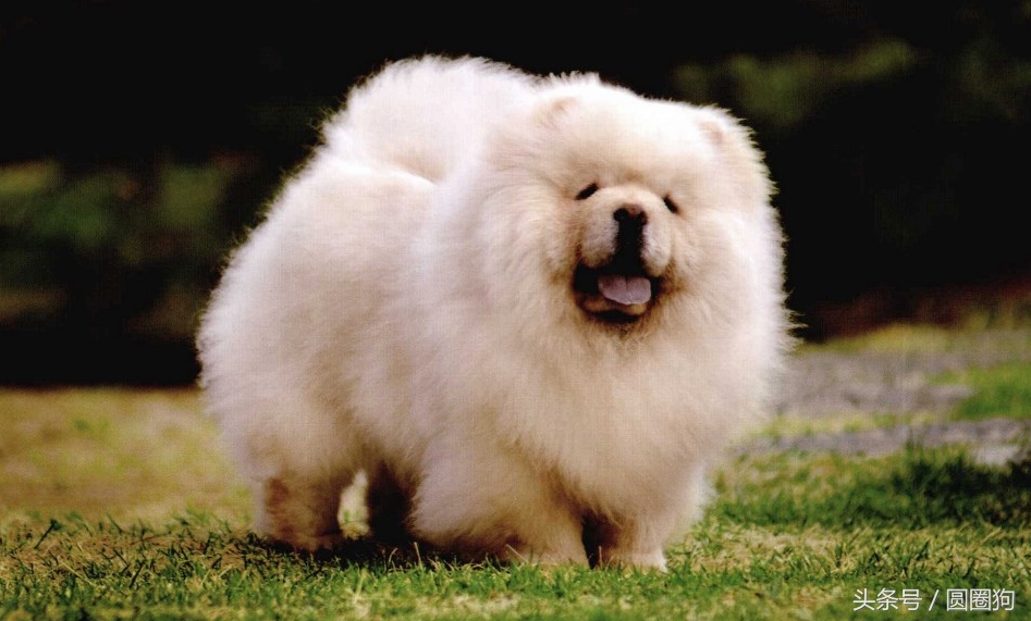 松狮犬打架视频,世界名犬泰迪犬