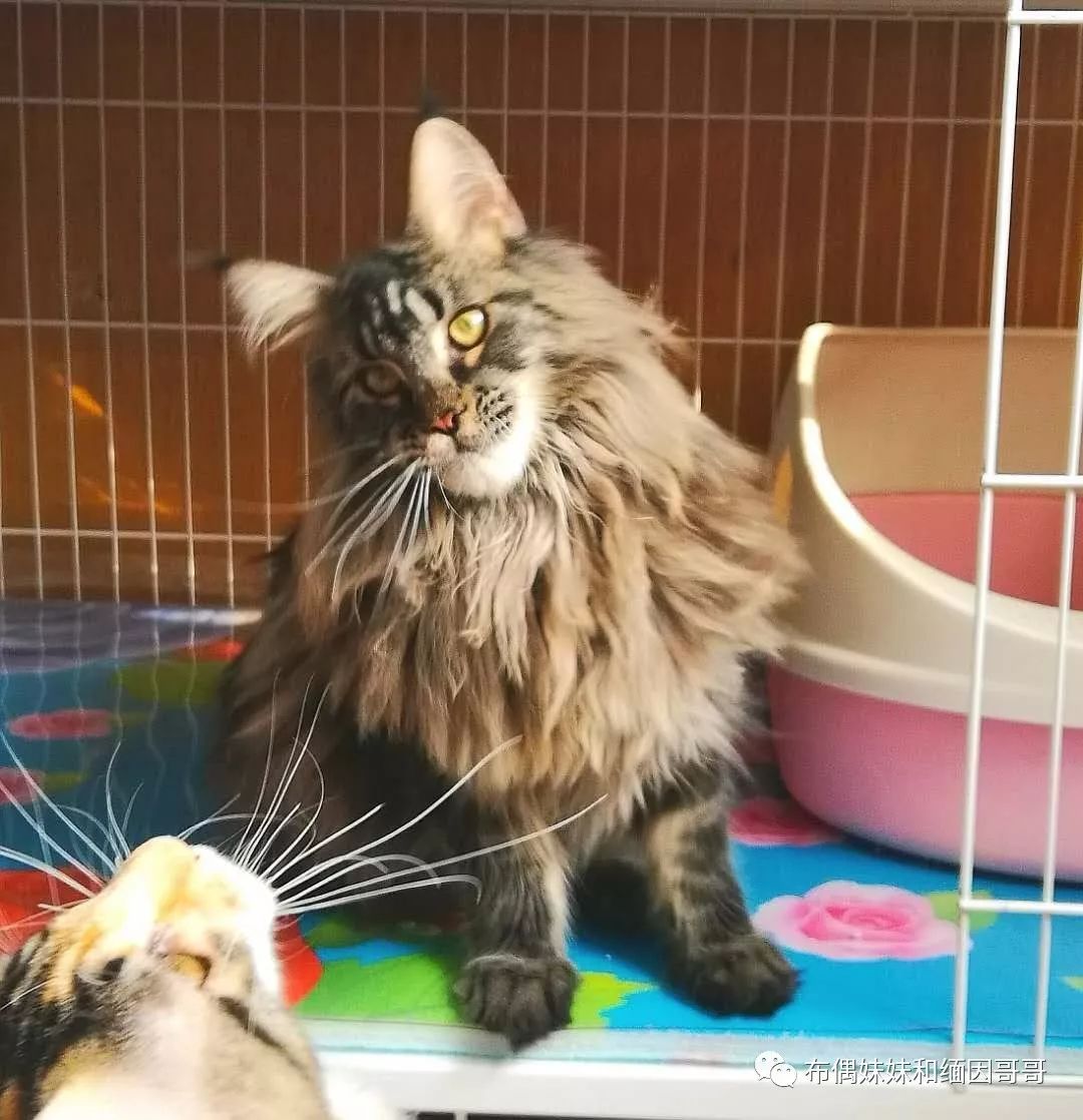 俄罗斯接回来的缅因猫,俄罗斯缅因猫带芯片