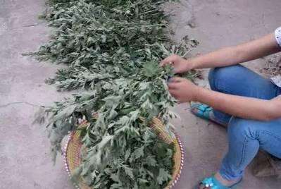 艾草煮水洗头能治银屑病吗,用艾草水洗头后长出头发