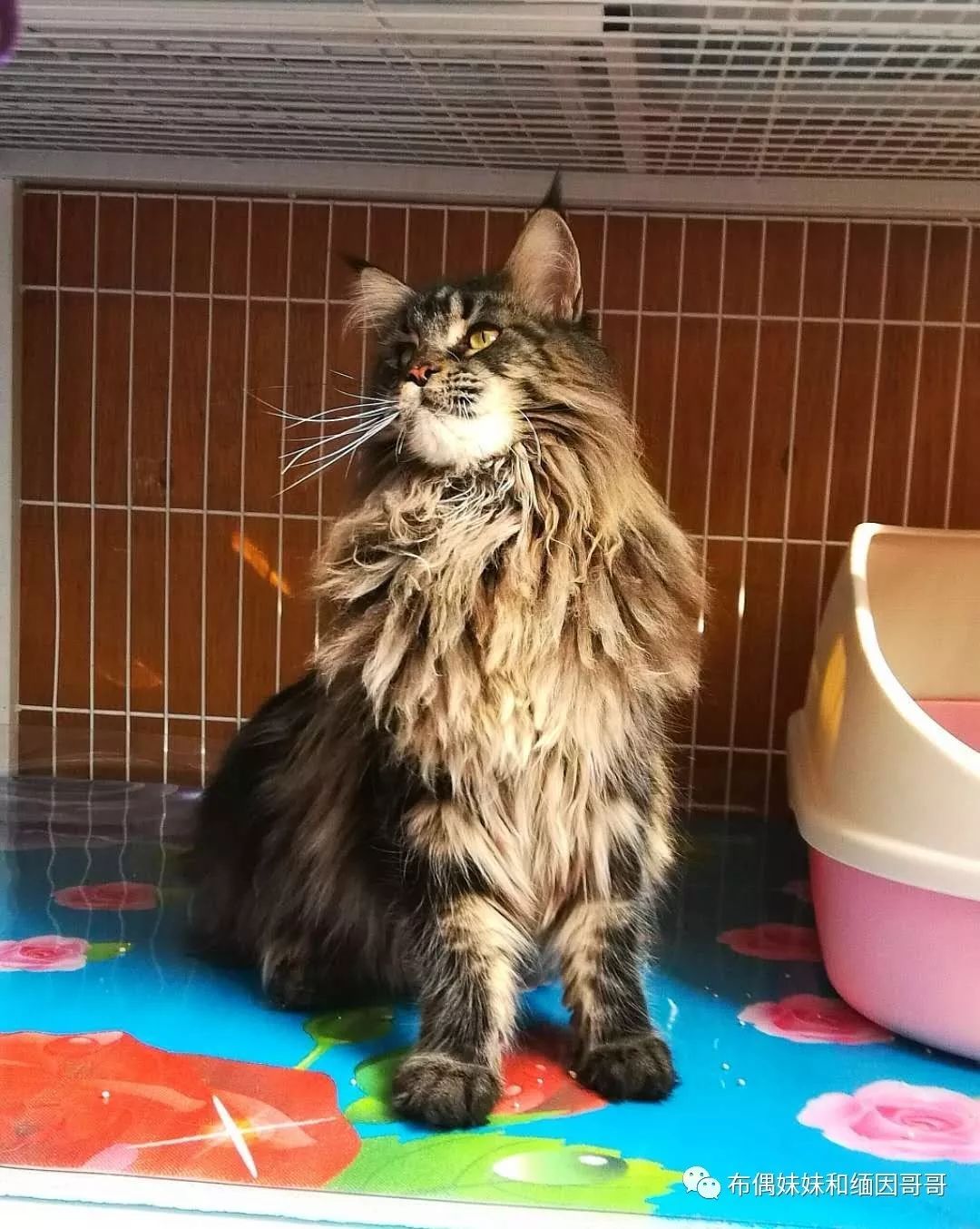 俄罗斯接回来的缅因猫,俄罗斯缅因猫带芯片