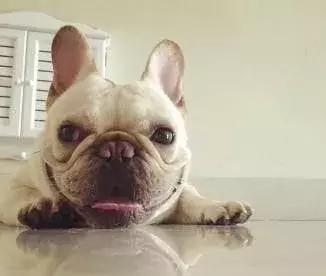 斗牛犬容易得哪些疾病,斗牛犬大小便是怎么回事