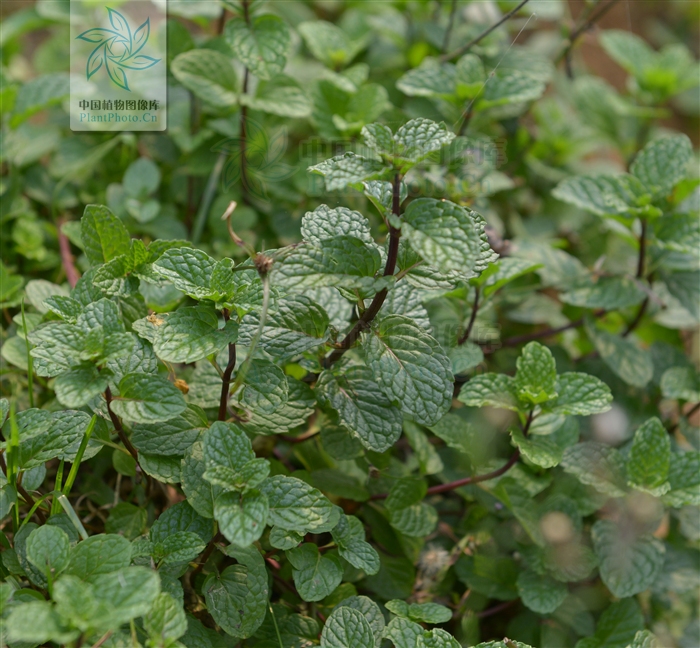 大叶留兰香薄荷都可以吃吗,吃薄荷会闻不到刺鼻的气味吗