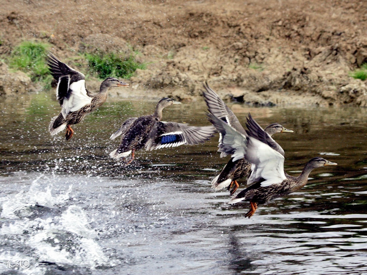 竞争压力下，鸭子的丁丁会长大