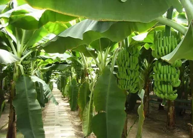 广州出发去越南旅游攻略,广州出发越南哪里好玩